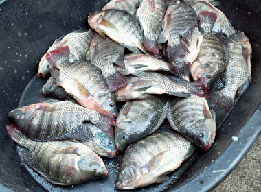 สำนักงานสหกรณ์จังหวัดเชียงราย จัดงาน ... พารามิเตอร์รูปภาพ 53